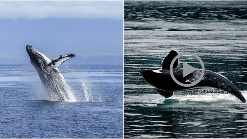 Discovering the Enigmatic World of Whales: Fascinating Facts You Need to Know!