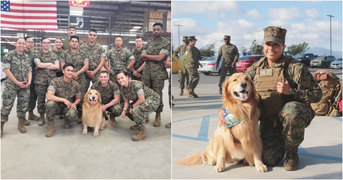 Heartwarming Reunion: Dog’s Epic Reaction to Marine Mom’s Surprise Homecoming