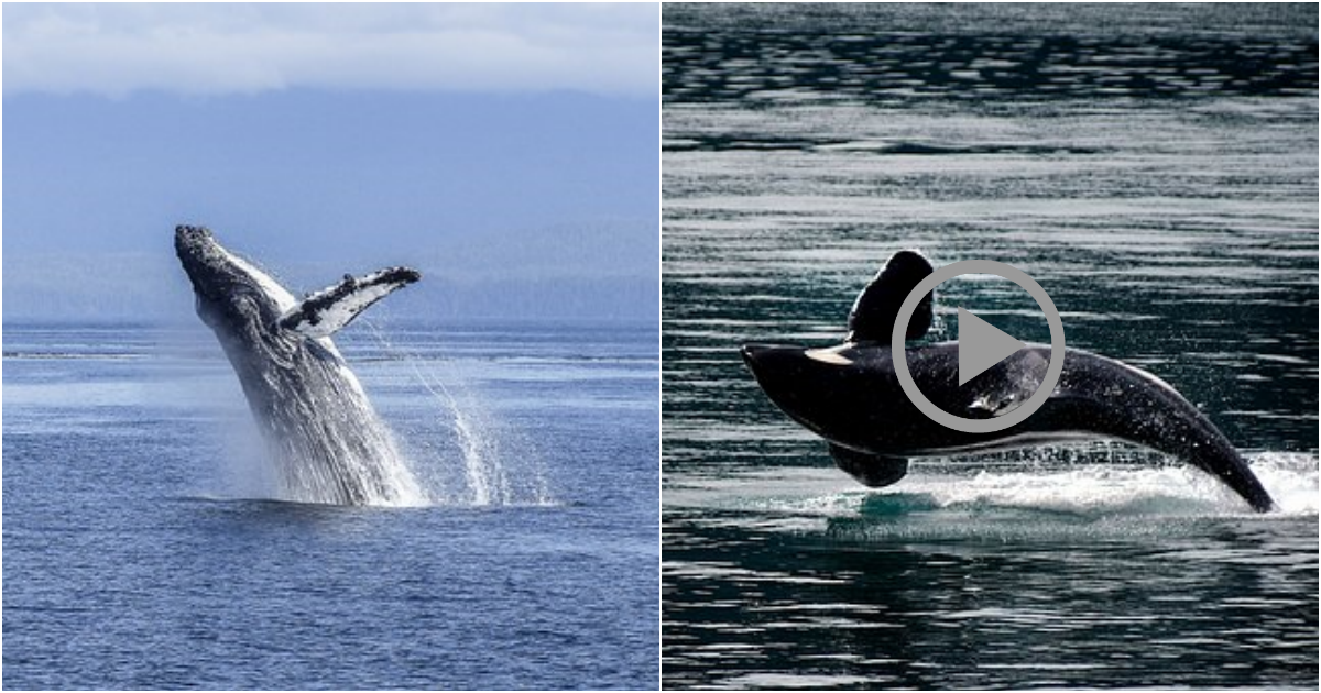 Discovering the Enigmatic World of Whales: Fascinating Facts You Need to Know!