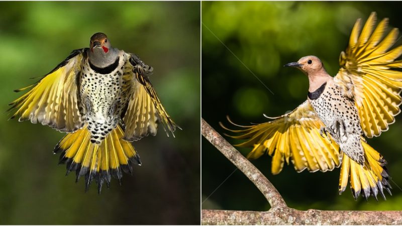 Discover the Enchanting Northern Flicker Woodpecker