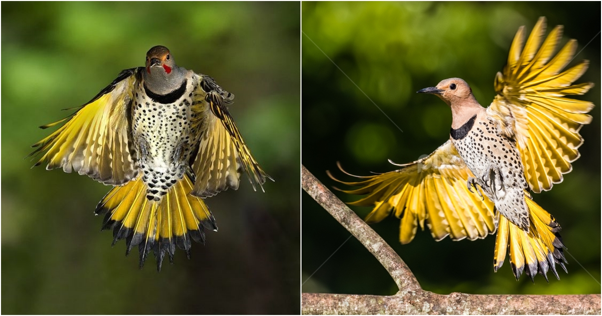 Discover the Enchanting Northern Flicker Woodpecker