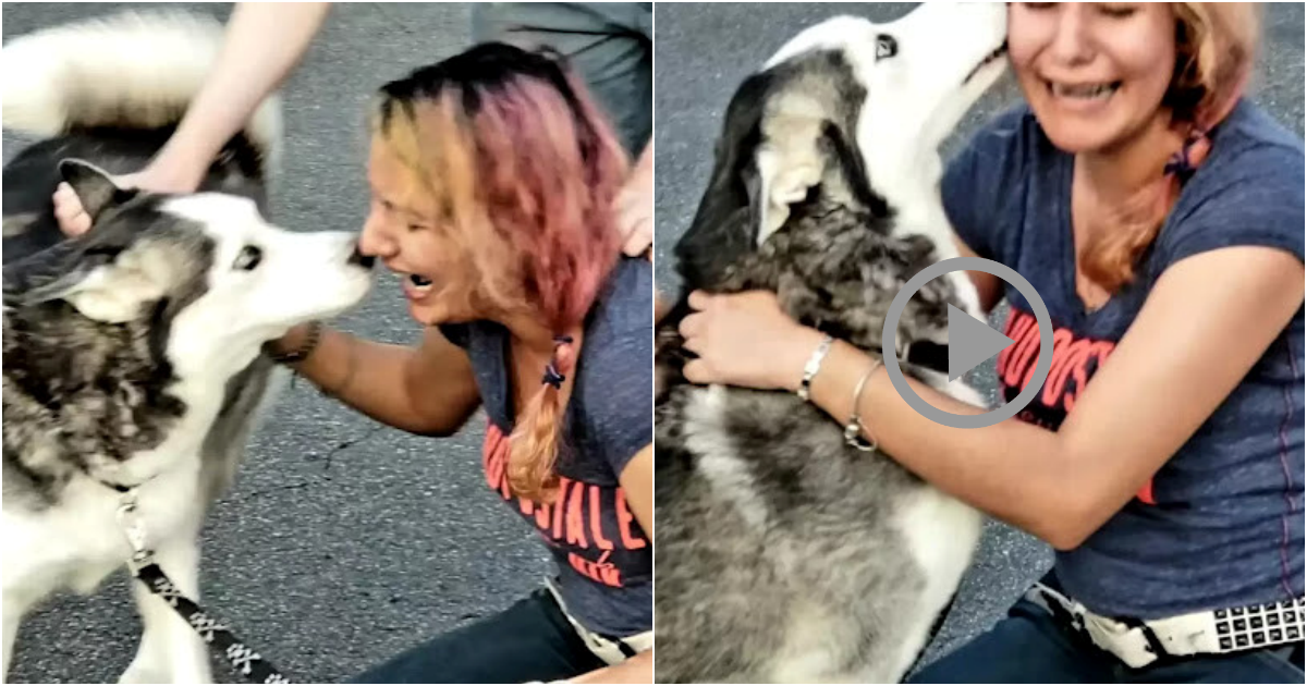 Devoted Dog and Owner Reunited After Two Years of Separation: A Tale of Love and Perseverance