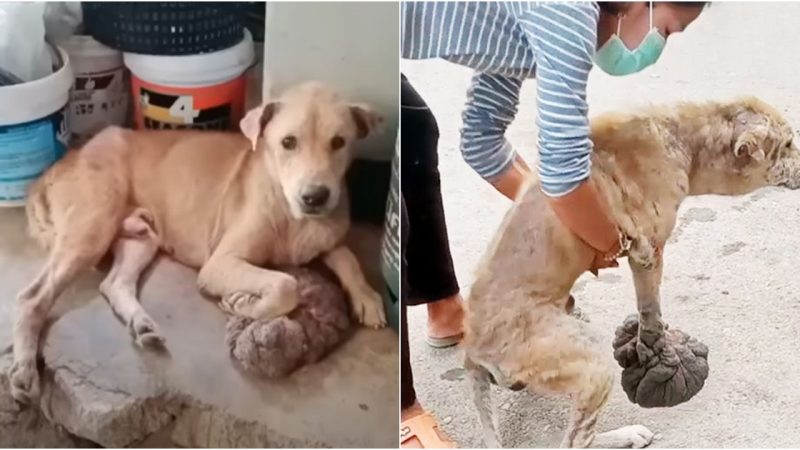 Α Tale of Hope: Rescuing α Dog with Enormous Mushroom-shaped Tumor Melts Hearts!