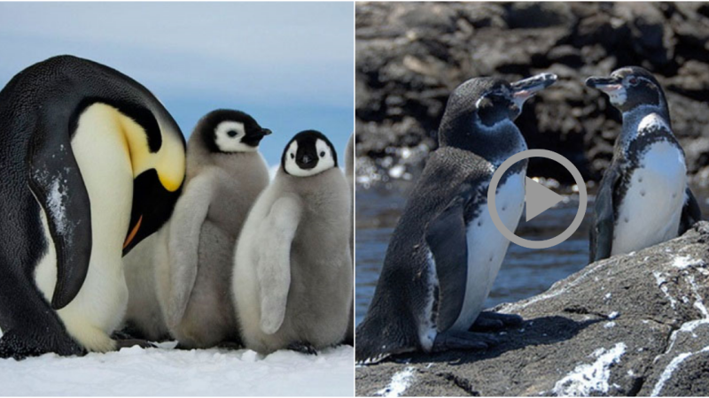 Exploring Fascinating Facts About Penguins