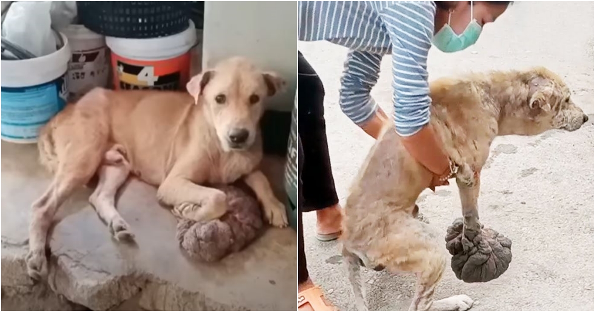 Α Tale of Hope: Rescuing α Dog with Enormous Mushroom-shaped Tumor Melts Hearts!