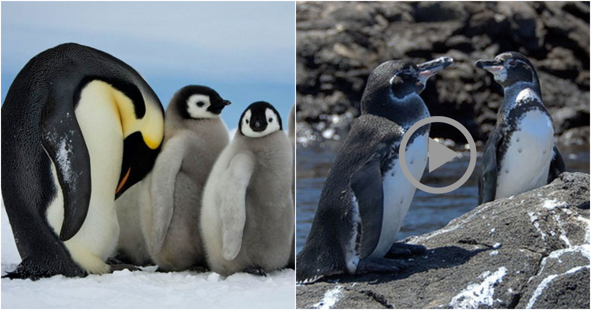 Exploring Fascinating Facts About Penguins