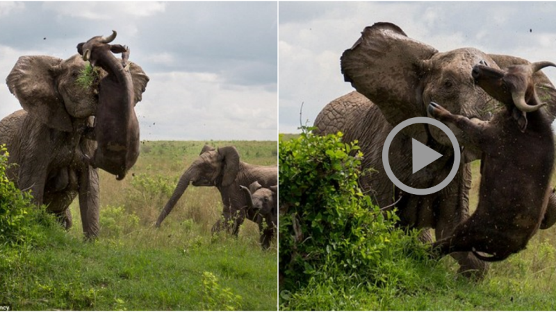 Terrifying moment as an enraged elephant impales a half-tonne wild buffalo