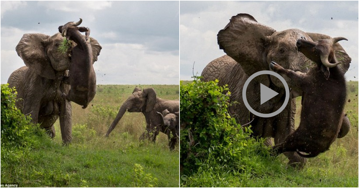 Terrifying moment as an enraged elephant impales a half-tonne wild buffalo