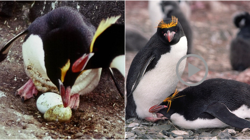 Decoding the Strange Egg Incubation Ritual of the Fiordland Crested Penguin