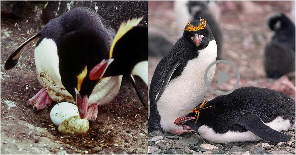 Decoding the Strange Egg Incubation Ritual of the Fiordland Crested Penguin