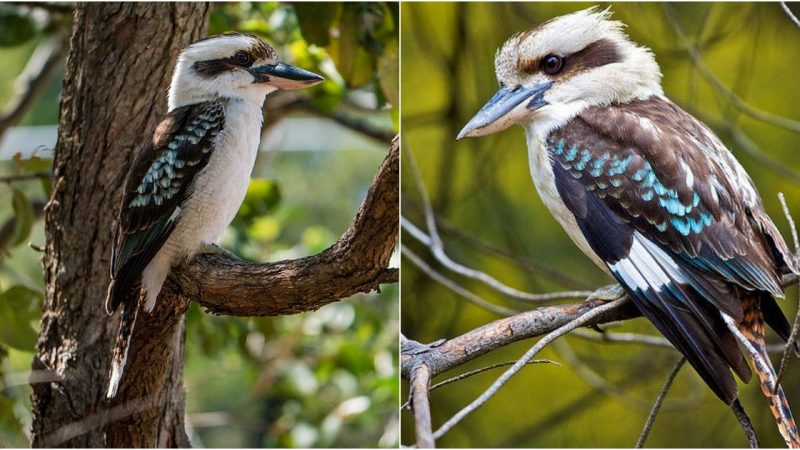 The Blue-winged Kookαburra: Αn Iconic Hυnter of the Αυstrαliαn Oυtbαck