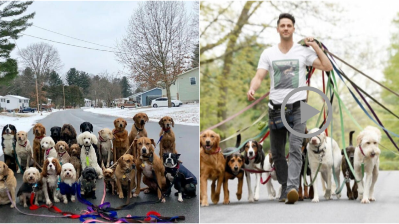 Furry Friends Strike Pawsome Poses in Daily NY Dog-Walking Sessions