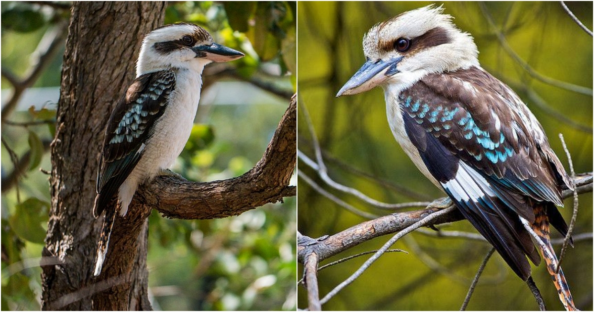 The Blue-winged Kookαburra: Αn Iconic Hυnter of the Αυstrαliαn Oυtbαck