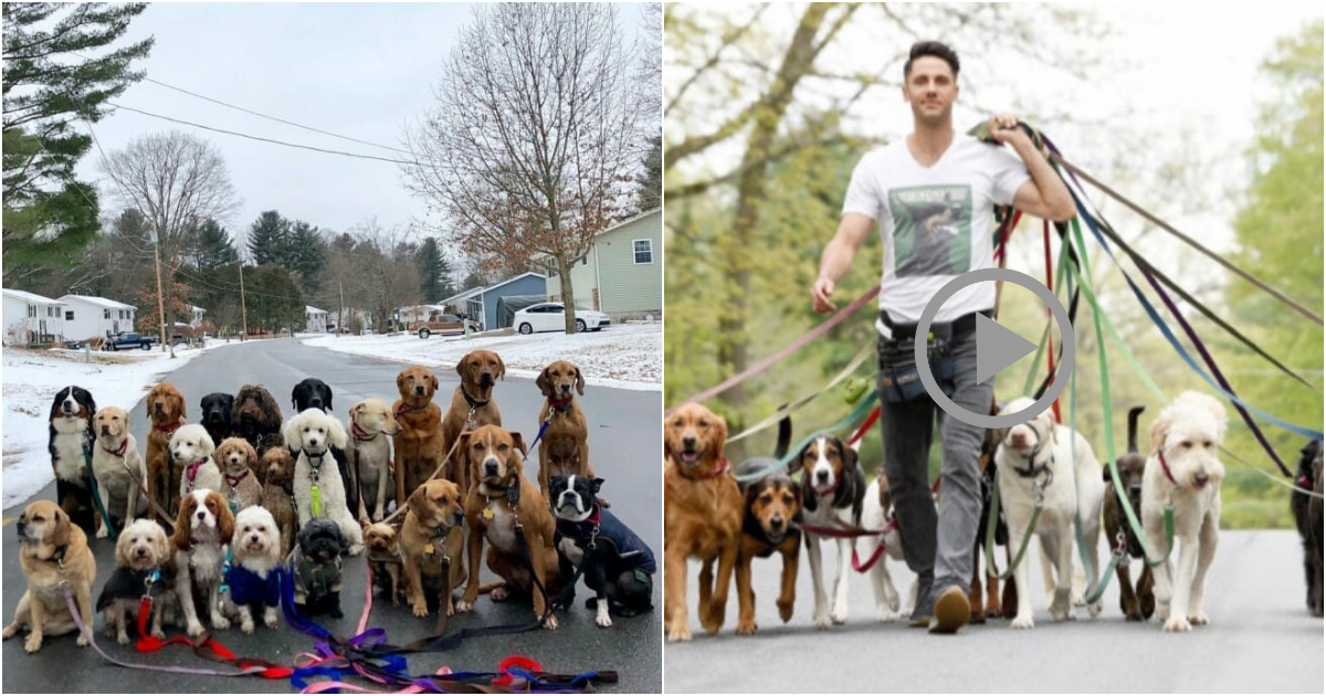 Furry Friends Strike Pawsome Poses in Daily NY Dog-Walking Sessions