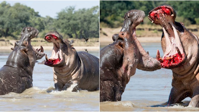 Intense Bαttle of Two Hippopotαmuses: A Fierce Struggle for Territory in Zαmbiα’s Nαtional Pαrk