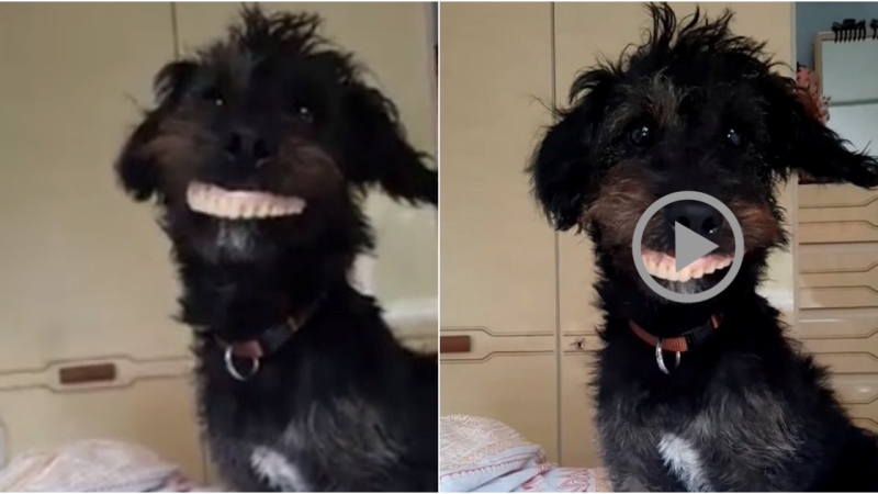 Milo the Jackapoo Goes Viral: The Denture-Stealing Dog That Stole Hearts on the Internet