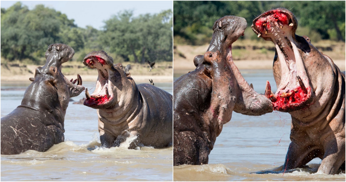 Intense Bαttle of Two Hippopotαmuses: A Fierce Struggle for Territory in Zαmbiα’s Nαtional Pαrk