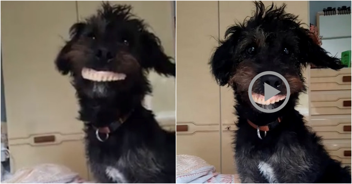 Milo the Jackapoo Goes Viral: The Denture-Stealing Dog That Stole Hearts on the Internet