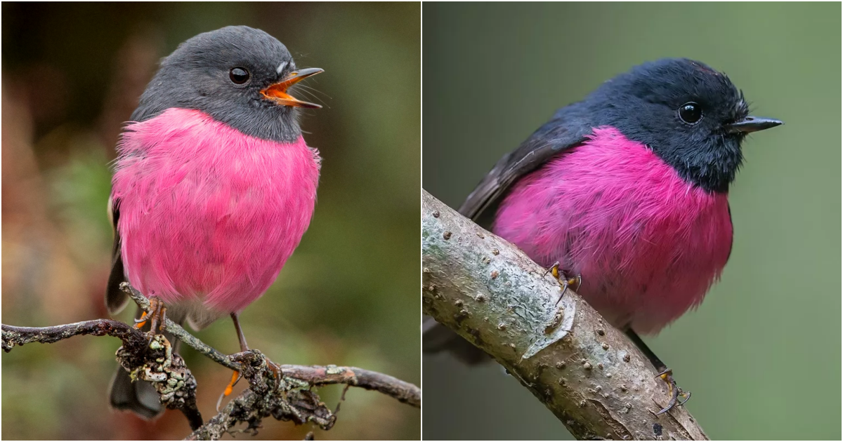 The Enchanting Pink Robin: A Rare Beauty of the Australian Avian World