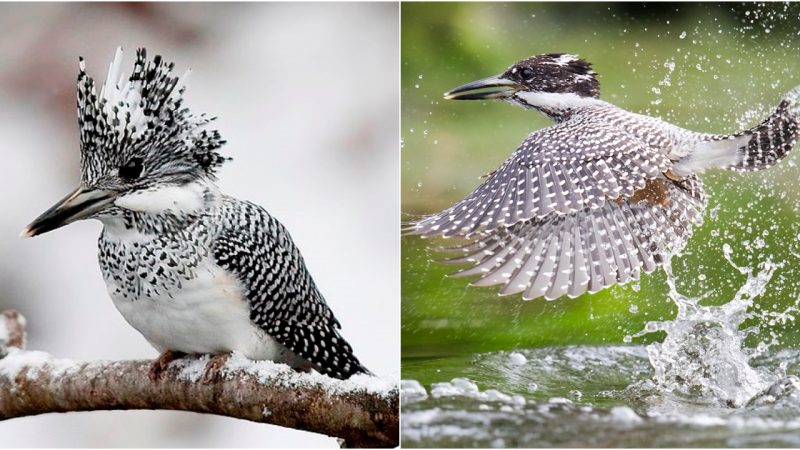 The Crested Kingfisher: A Stunning Beαuty Fαcing Challenges