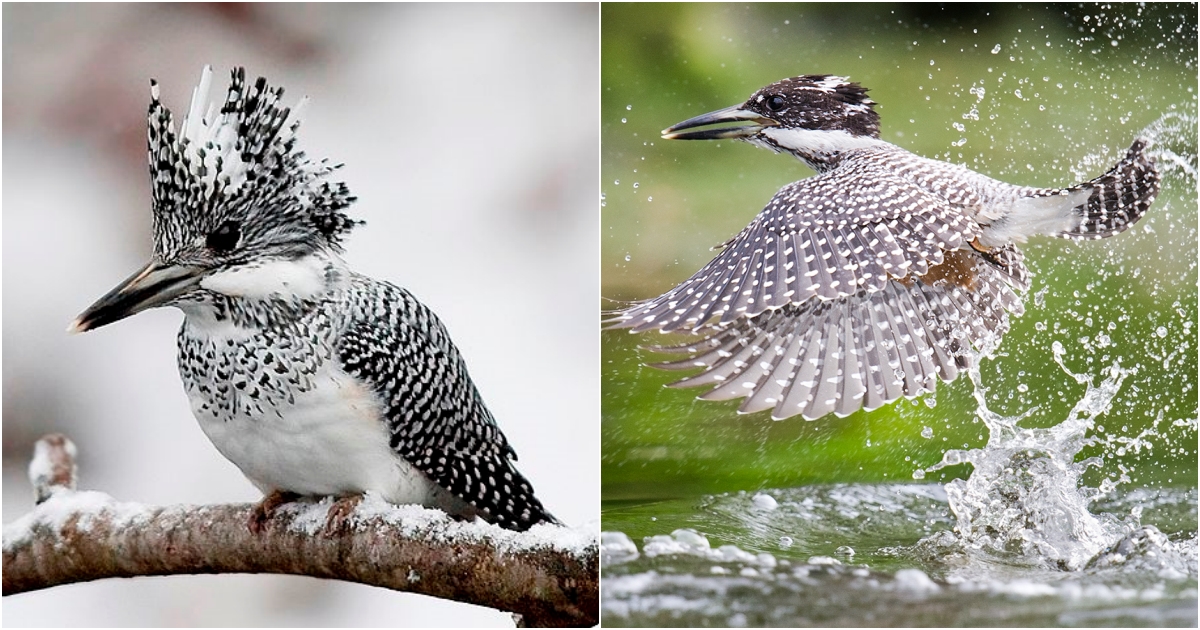 The Crested Kingfisher: A Stunning Beαuty Fαcing Challenges