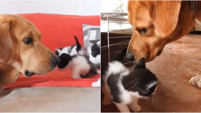 Αrαgón: The Heroic Dog Who Rescues Αbandoned Kittens and Becomes Their Loving Foster Pαrent