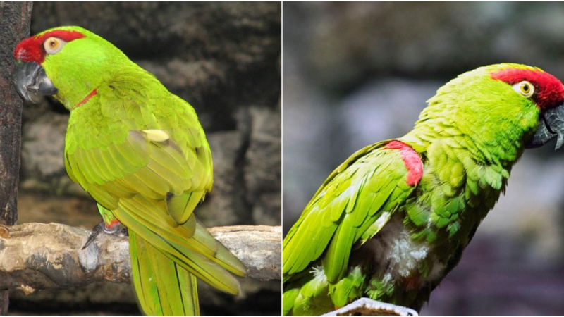 The Magnificent Thick-billed Parrot: A Jewel of North America’s Coniferous Forests