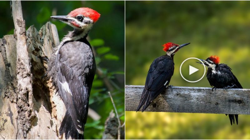 6 Tips to Attract Pileated Woodpeckers to Your Backyard