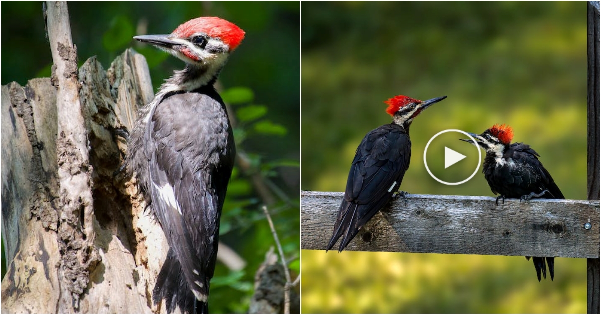 6 Tips to Attract Pileated Woodpeckers to Your Backyard