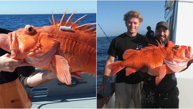 The Enchanting Yelloweye Rockfish: A Striking Species in Need of Conservation