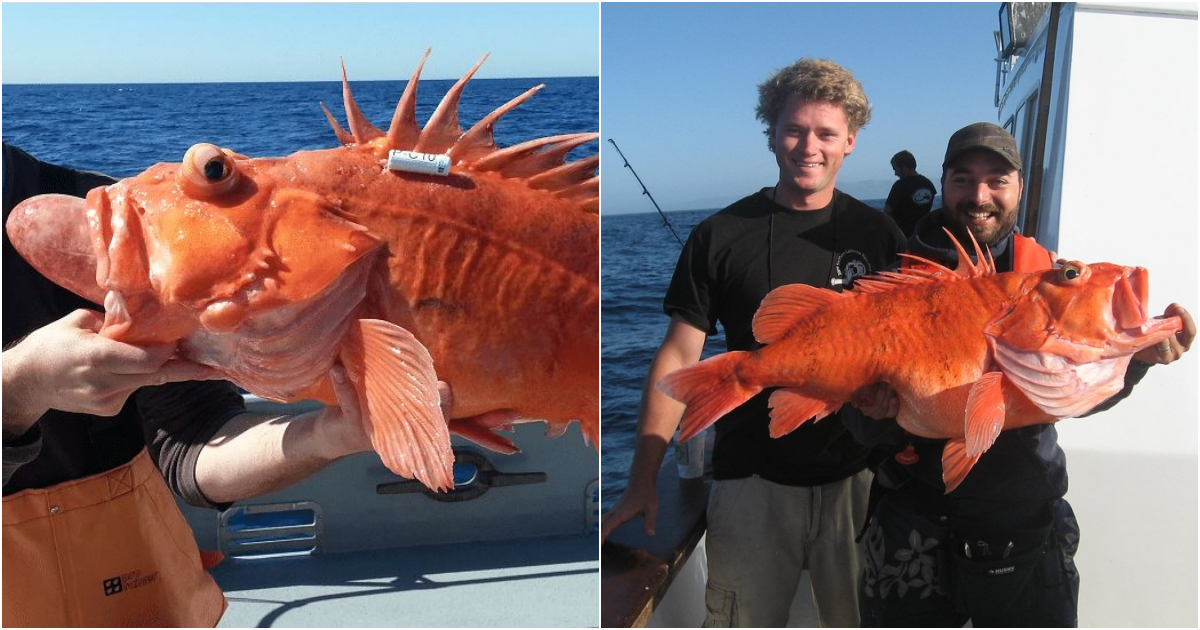 The Enchanting Yelloweye Rockfish: A Striking Species in Need of Conservation