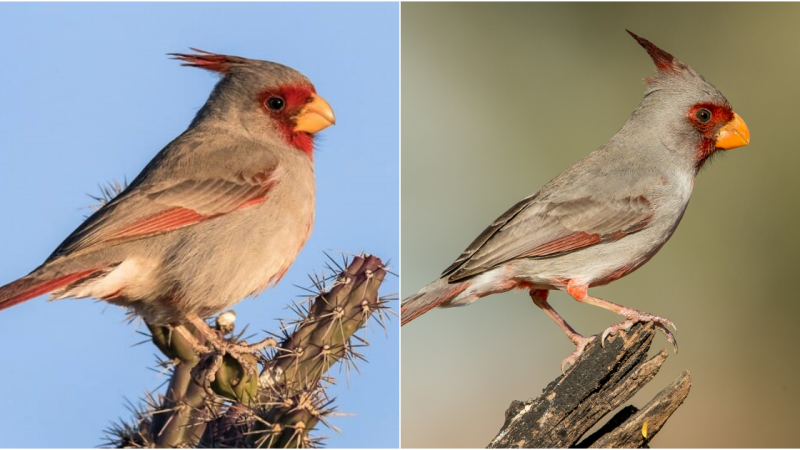 Pyrrhuloxia: A Desert Jewel of Resilience and Beauty