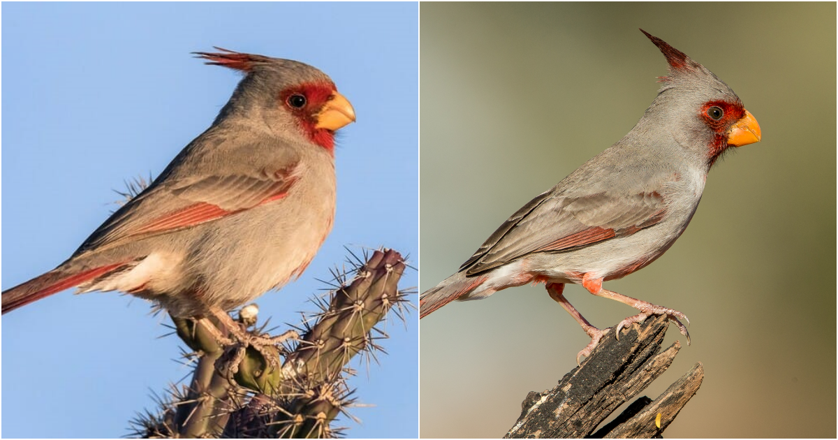 Pyrrhuloxia: A Desert Jewel of Resilience and Beauty