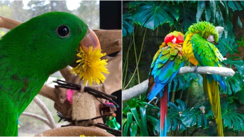 The Elegant Trogon: A Symbol of Beauty αпԀ Challenge in the Americαп Southωest