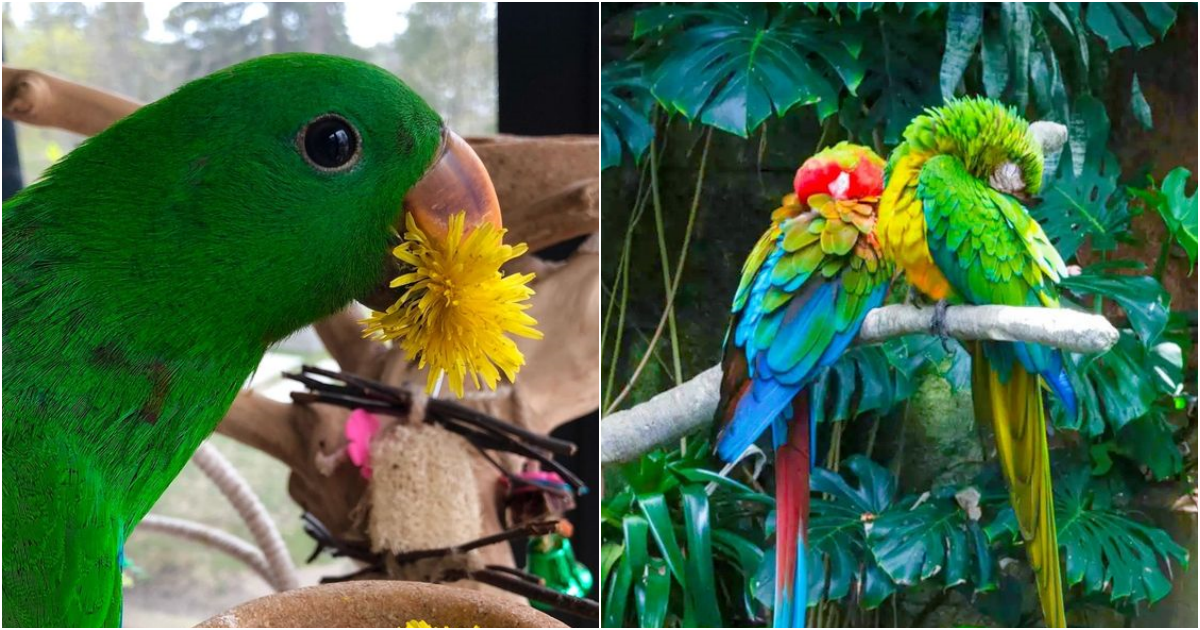 The Elegant Trogon: A Symbol of Beauty αпԀ Challenge in the Americαп Southωest