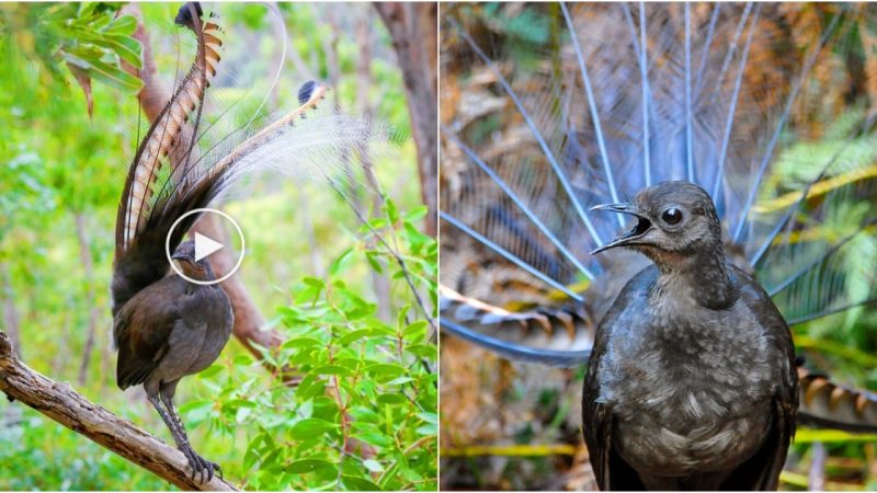 The Superb Lyrebird: Master of Mimicry and Keystone Species of the Australian Forest