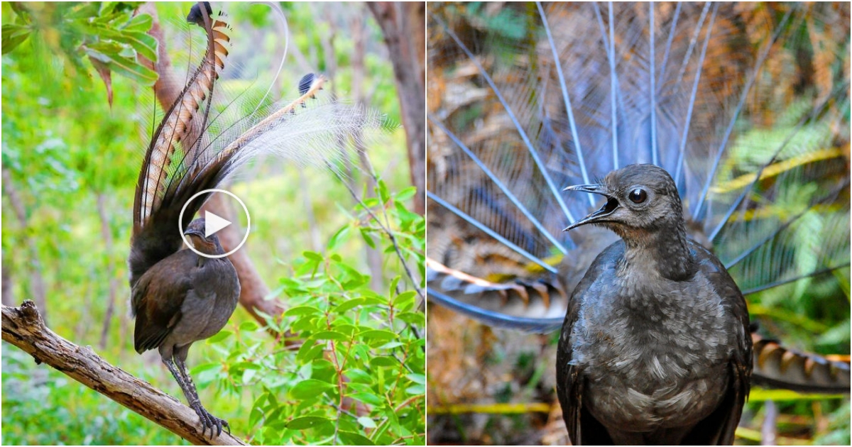 The Superb Lyrebird: Master of Mimicry and Keystone Species of the Australian Forest