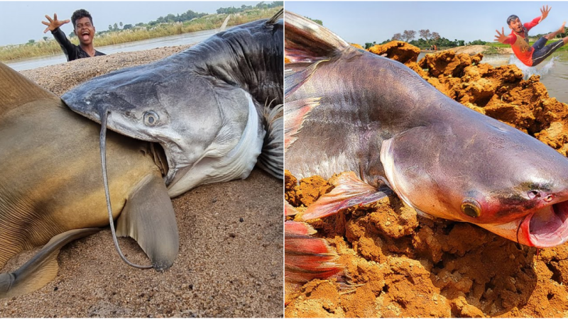 The Extraordinary Art of Bare-Hand Fishing: Triumph of Skill and Courage