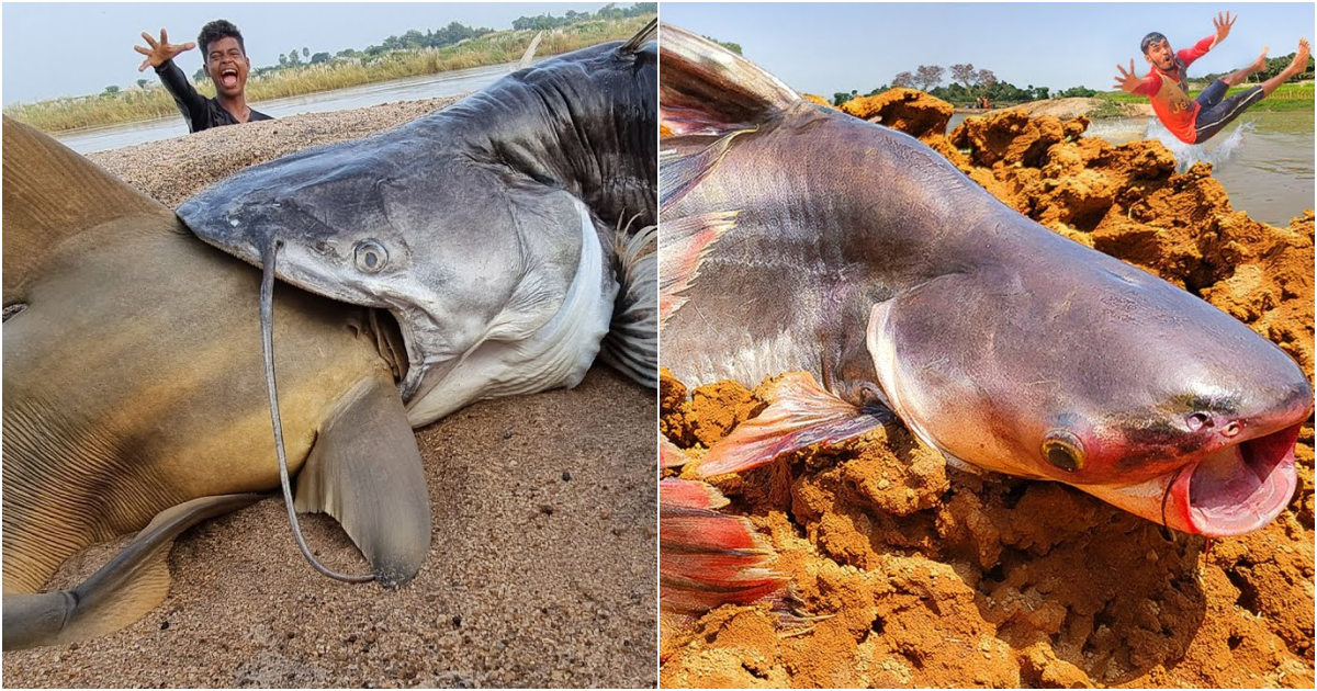 The Extraordinary Art of Bare-Hand Fishing: Triumph of Skill and Courage