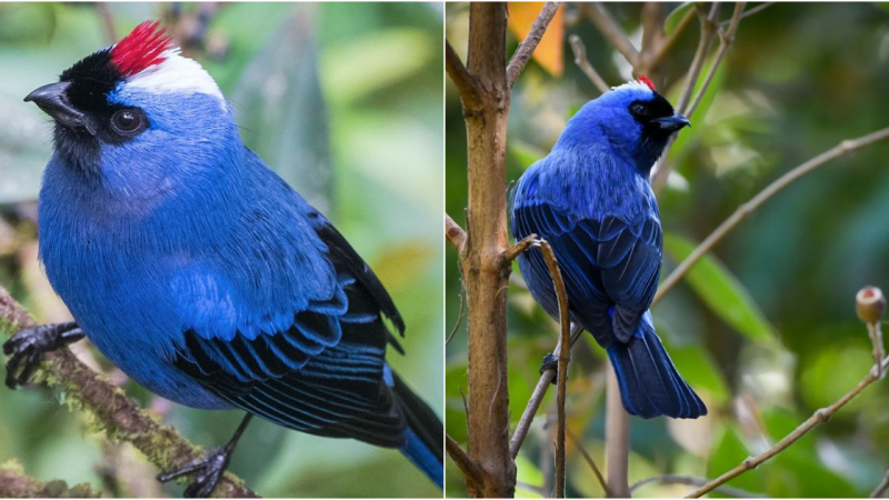 The Enchanting Diademed Tanager: A Symphony of Colors and Mysteries