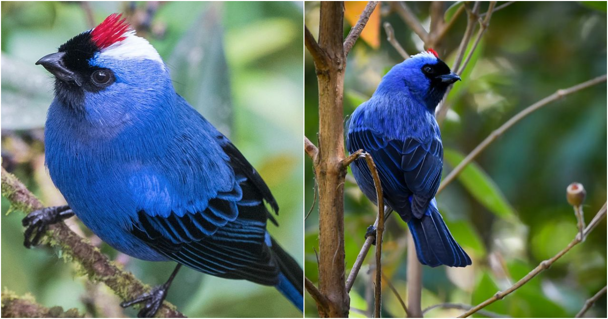 The Enchanting Diademed Tanager: A Symphony of Colors and Mysteries