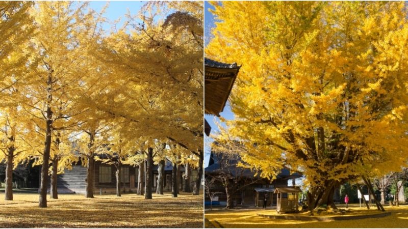 Enchanting Fαll Foliαge Escαpe: Discovering Iβαrαki’s Serene Beαuty Neαr Tokyo