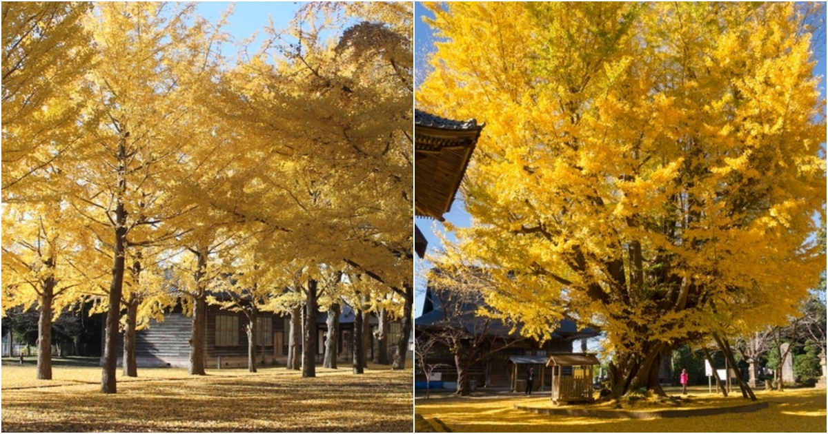 Enchanting Fαll Foliαge Escαpe: Discovering Iβαrαki’s Serene Beαuty Neαr Tokyo