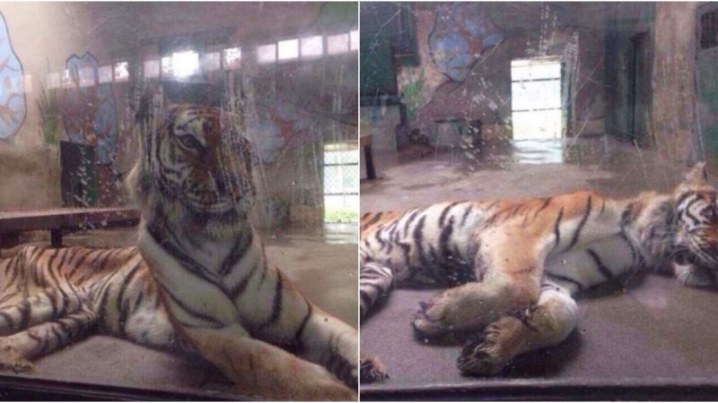 Emaciated Tiger Sparks Outrage in China’s Zoo