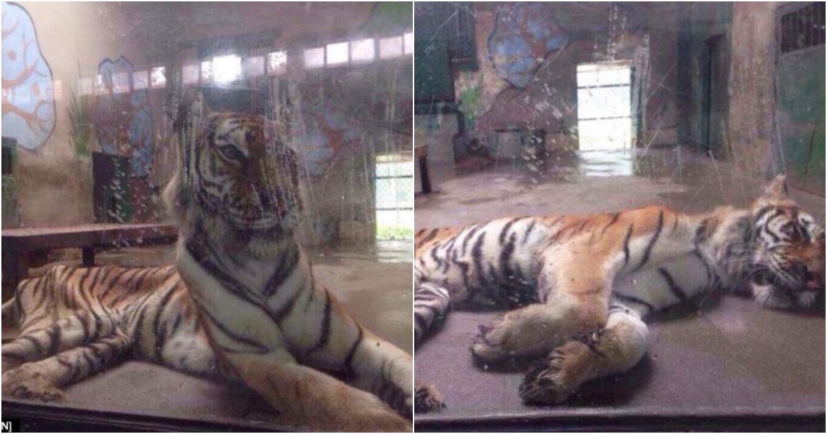 Emaciated Tiger Sparks Outrage in China’s Zoo