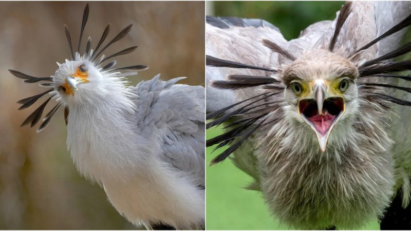 Graceful Enigma: The Alluring Secretarybird – A Predator’s Beauty and Elegance