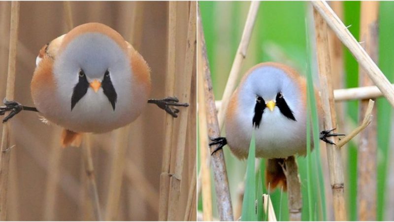 Resembling a Mobile Fluff Ball, This Bird Possesses an Incredible Circus Skill