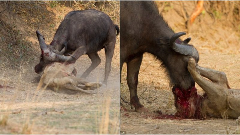 Lion and Buffalo Perish in a Bloody Battle