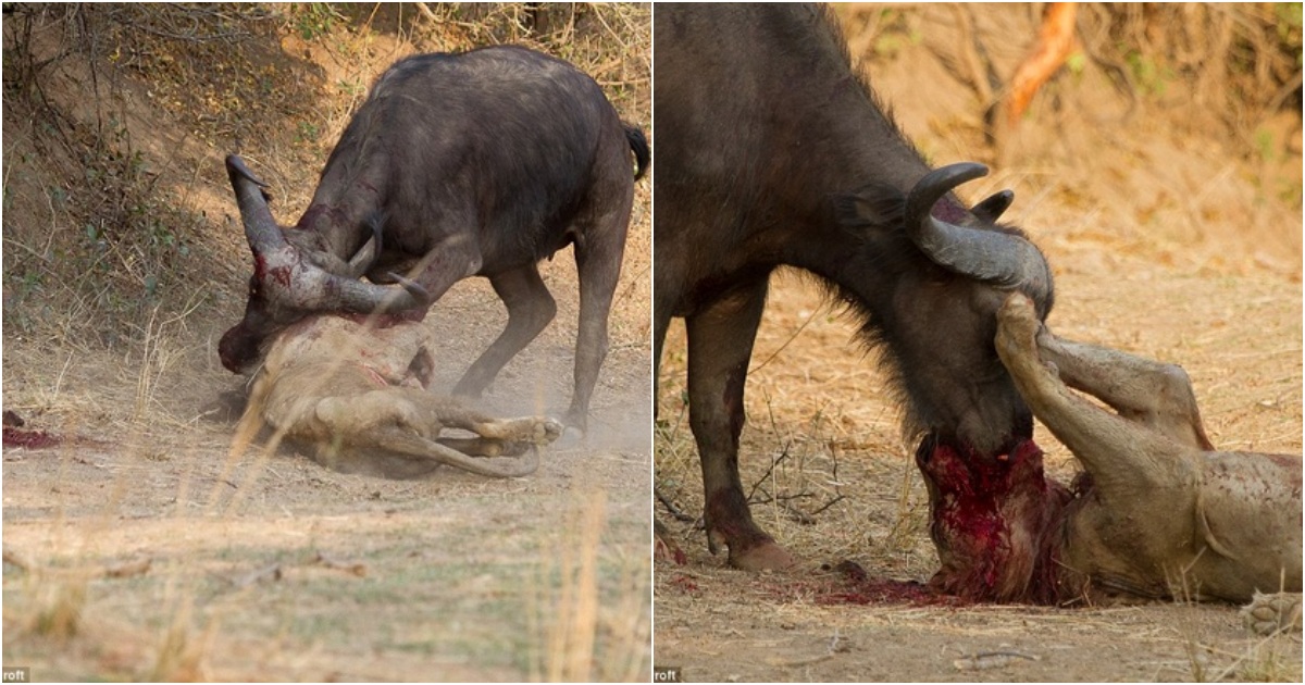 Lion and Buffalo Perish in a Bloody Battle