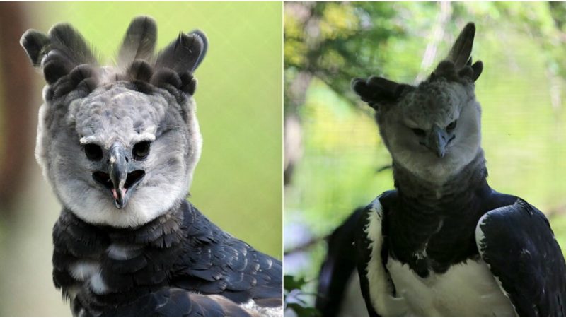 The World’s Largest Eagle, Resembling a Human Cosplayer